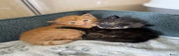 Mixed Breed cats for sale: Stunning kittens from a Maine Coon cross mum - Advert 13