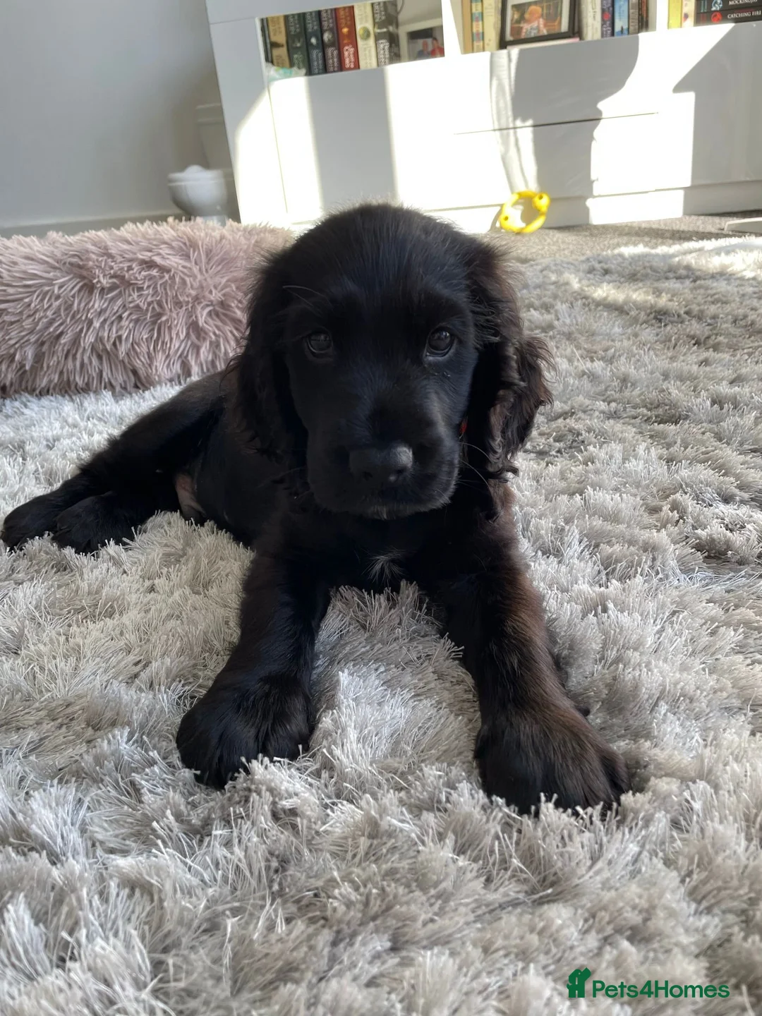 Cocker Spaniel dogs for sale: Meet Sir Archibald - Advert 6