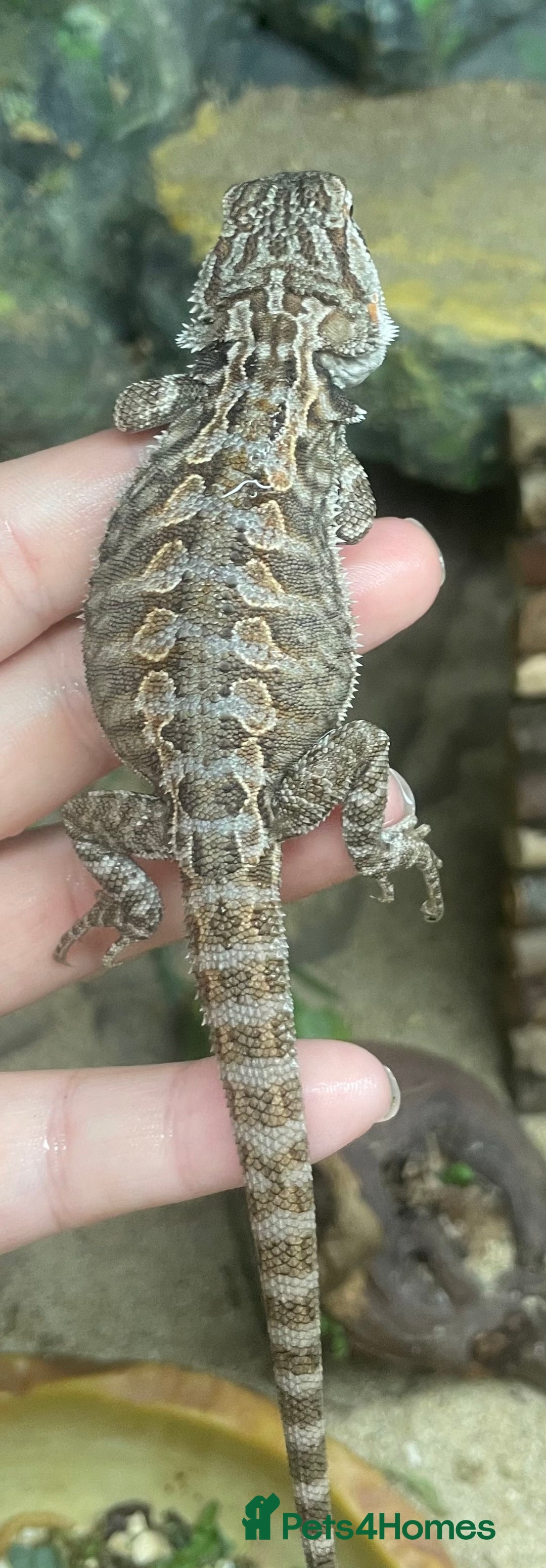 Bearded Dragon reptiles for sale: !!!3 Left!!! Baby Red Leatherback Bearded Dragons - Image 6