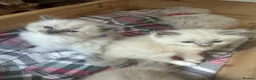 Ragdoll cats for sale: Pure blue point ragdoll kittens  - Advert 4