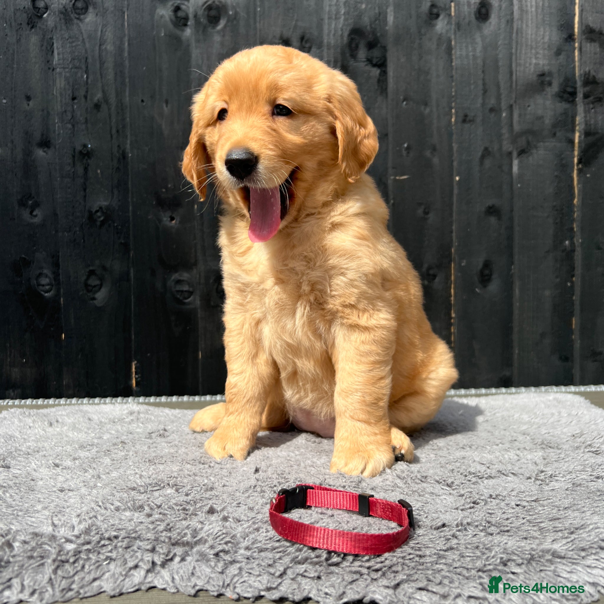 Golden Retriever dogs Extensively health tested kc reg golden girls - Advert 9