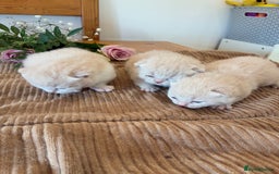 British Shorthair cats for sale: 5 TICA BRITISH SHORTHAIRED KITTENS - Image 6