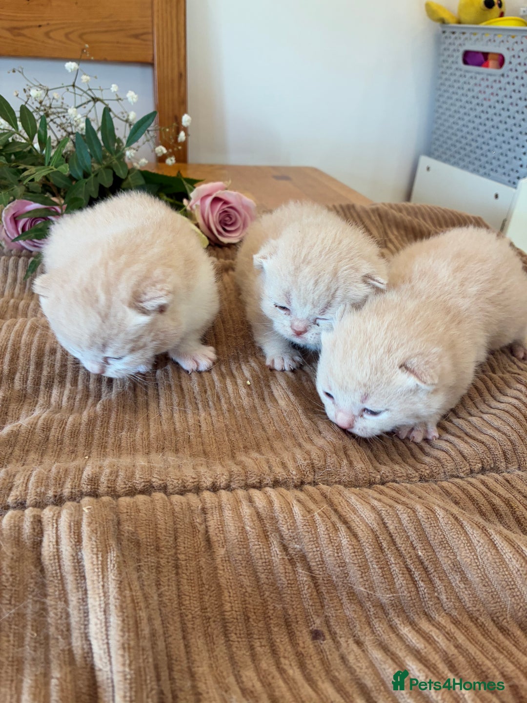 British Shorthair cats for sale: 5 TICA BRITISH SHORTHAIRED KITTENS - Image 6