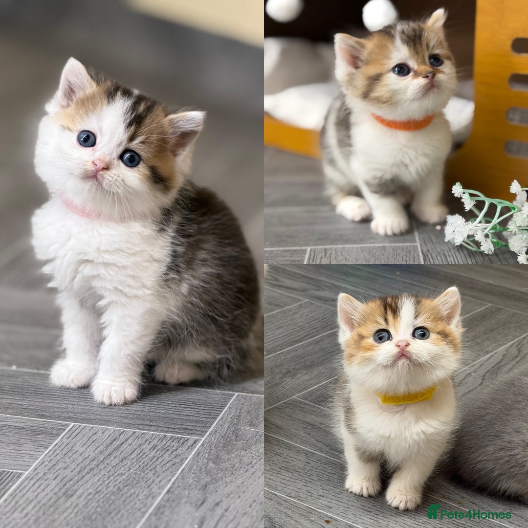 British Shorthair cats for sale: BSH tri- colour golden/blue/white kittens TICA - Image 2