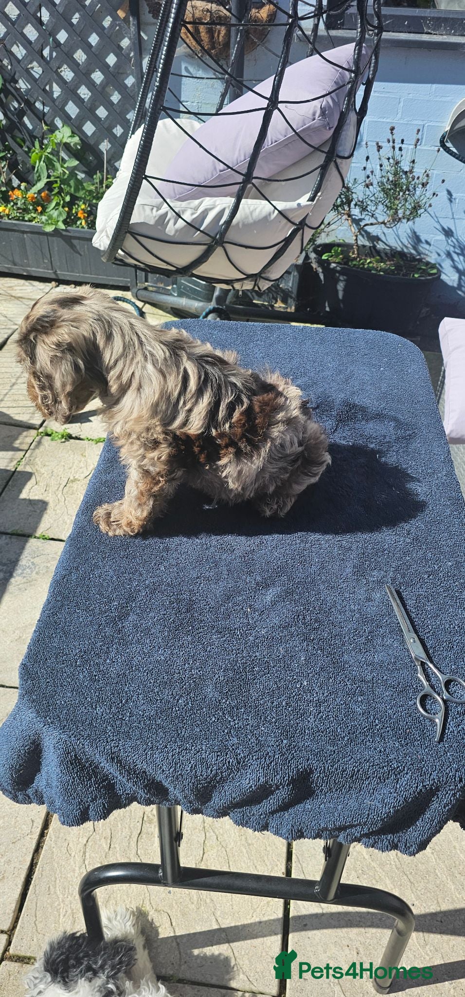 Cockapoo dogs Last 2 Stunning merle/choc cockapoos ready now - Advert 2