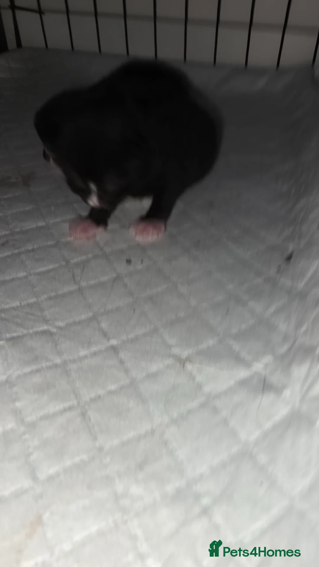 Mixed Breed cats for sale: Fluffy kittens for sale - Advert 2