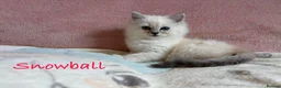 Persian cats for sale: Absolutely beautiful Persian/ragdoll Kittens - Advert 18
