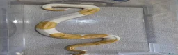 Python Snake reptiles for sale: Royal Python collection in Blackburn - Advert 15