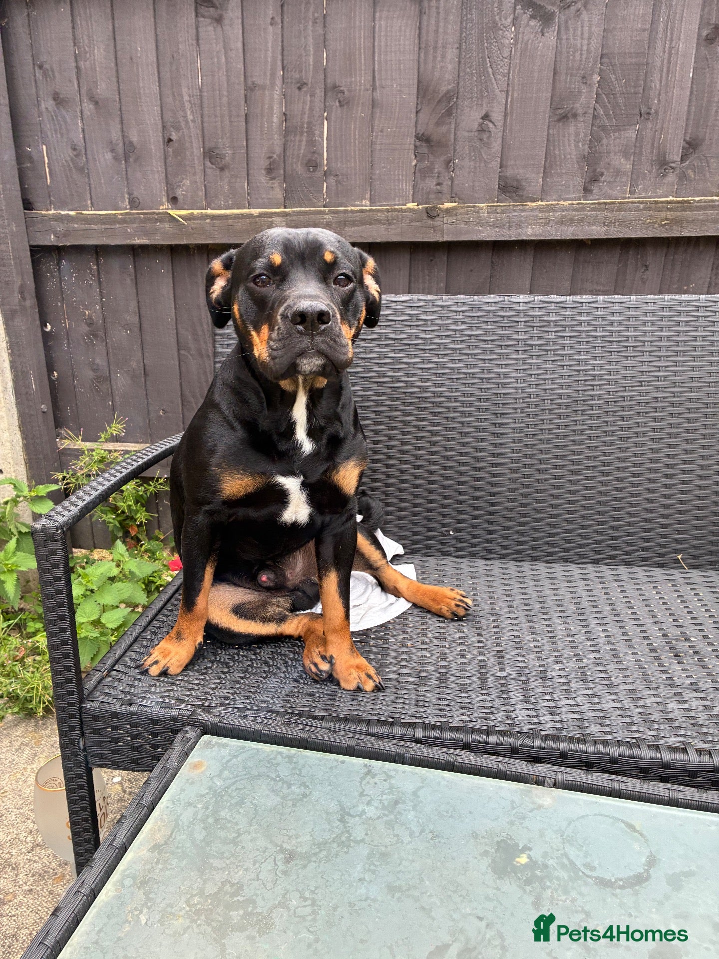 Mixed Breed dogs MAX  Staffy cross English bull  - Advert 1