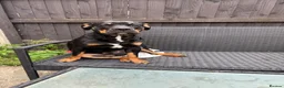 Mixed Breed dogs for sale: MAX  Staffy cross English bull  in Barnsley - Advert 1