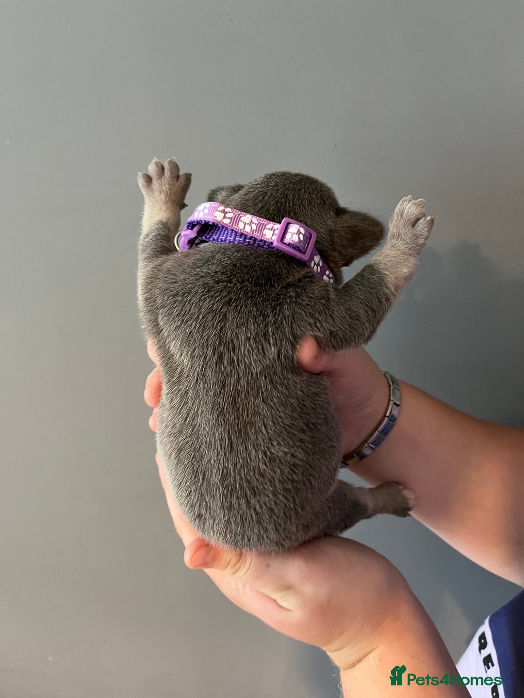 French Bulldog dogs for sale: Blue /tan Frenchbull dog - Image 8