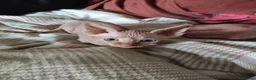Sphynx cats for sale: Adorable Sphynx Kittens - Advert 5