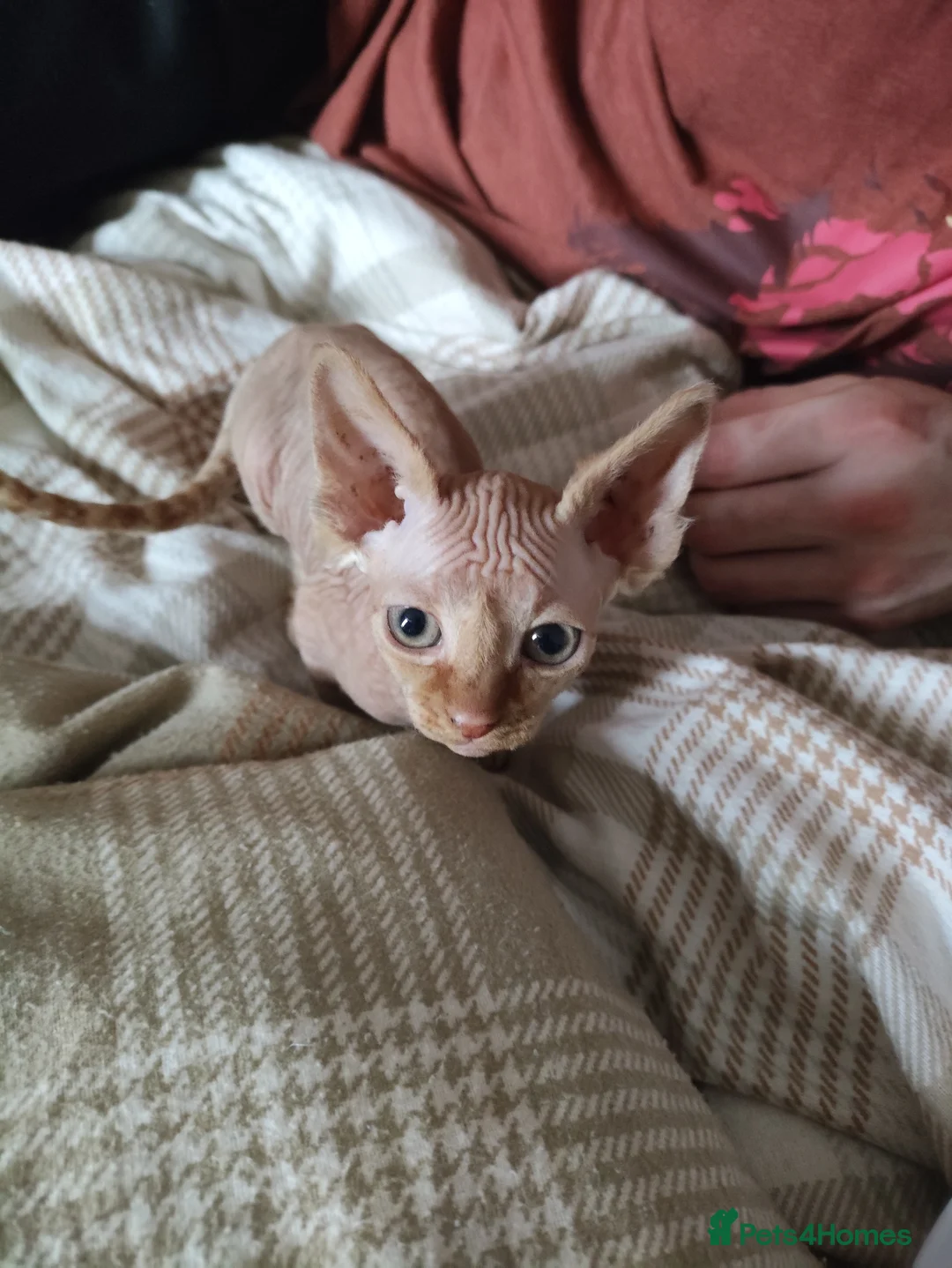 Sphynx cats for sale: Adorable Sphynx Kittens - Advert 5