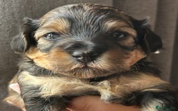 Mixed Breed dogs for sale: Tibetan x Toy Poodle - Image 13