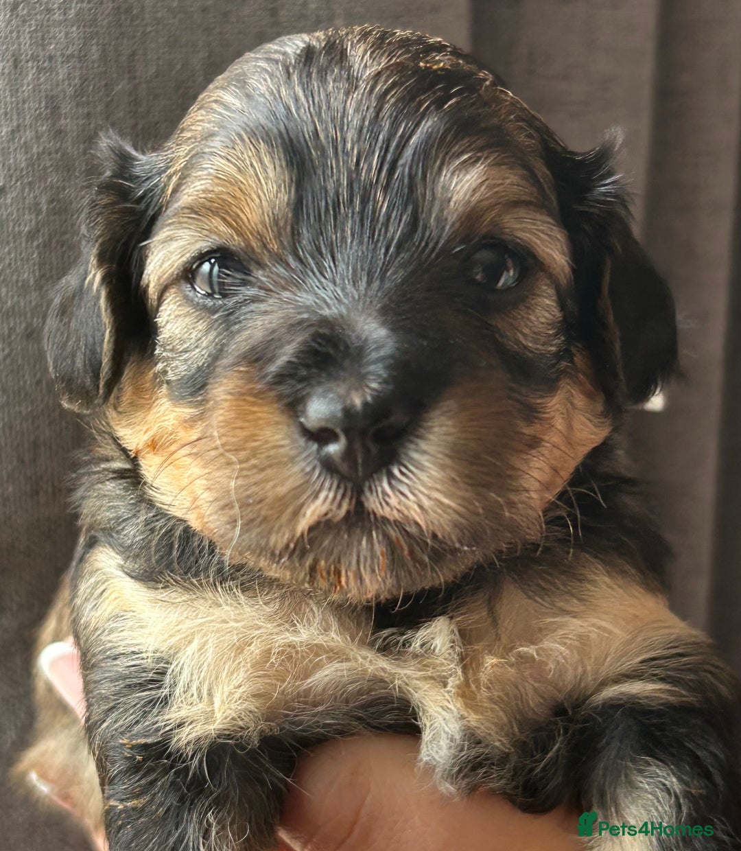 Mixed Breed dogs for sale: Tibetan x Toy Poodle - Image 13