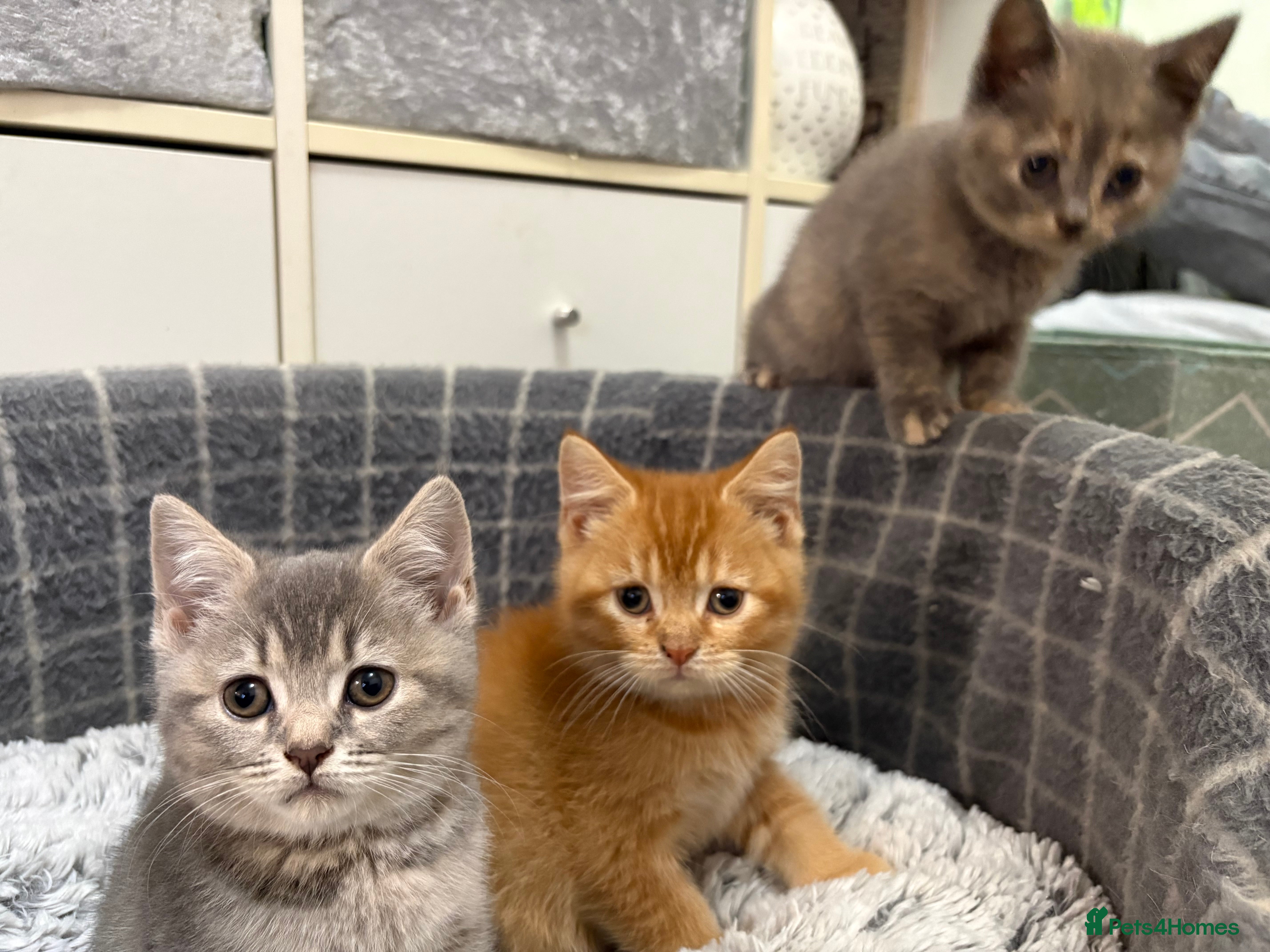 British Shorthair cats British shorthair kittens  - Advert 1