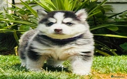 Pomsky dogs for sale:  Beautiful F2b Pomsky Puppies – Health Tested - Image 12