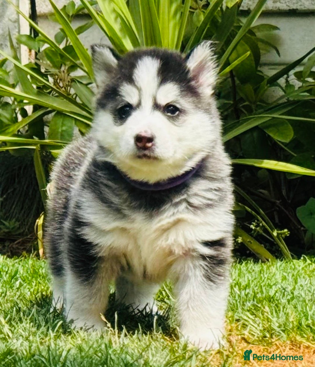 Pomsky dogs for sale:  Beautiful F2b Pomsky Puppies – Health Tested - Image 12