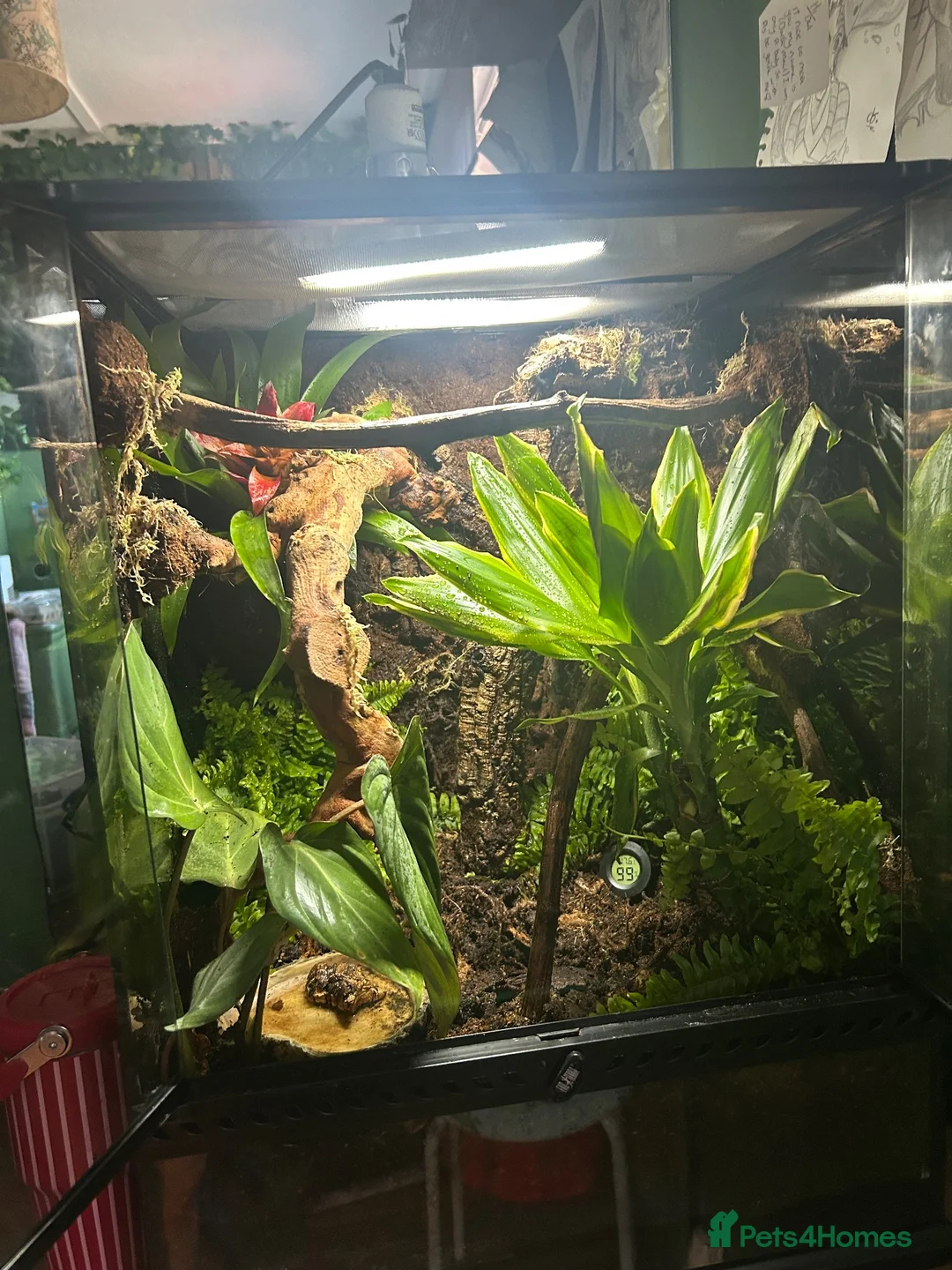 Frog reptiles for sale: White tree frog sold with set up in Manchester - Advert 2