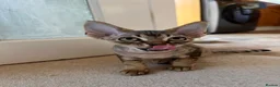 Devon Rex cats for sale: Two Devon Rex boys - Advert 8