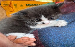 Mixed Breed cats for sale: Kittens  - Image 5