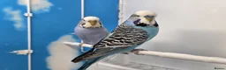 Budgerigars birds for sale: Stunning Budgies, various colors & Mutations - Advert 5