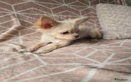 Chihuahua dogs for sale: 3 Handsome (KC) Chihuahua boys left (New photos) - Image 10