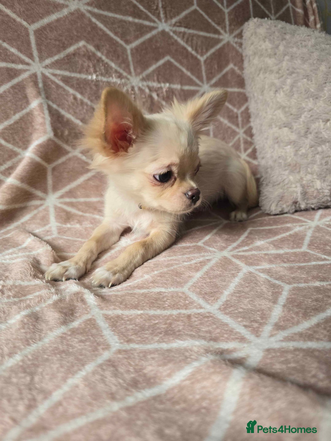 Chihuahua dogs for sale: 3 Handsome (KC) Chihuahua boys left (New photos) - Image 10