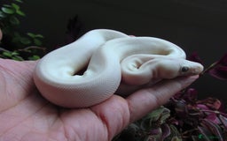 Python Snake reptiles for sale: Blue Eyed white ball python Female - Image 5