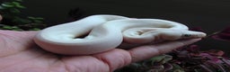 Python Snake reptiles for sale: On Hold Blue Eyed white ball python Female - Advert 5