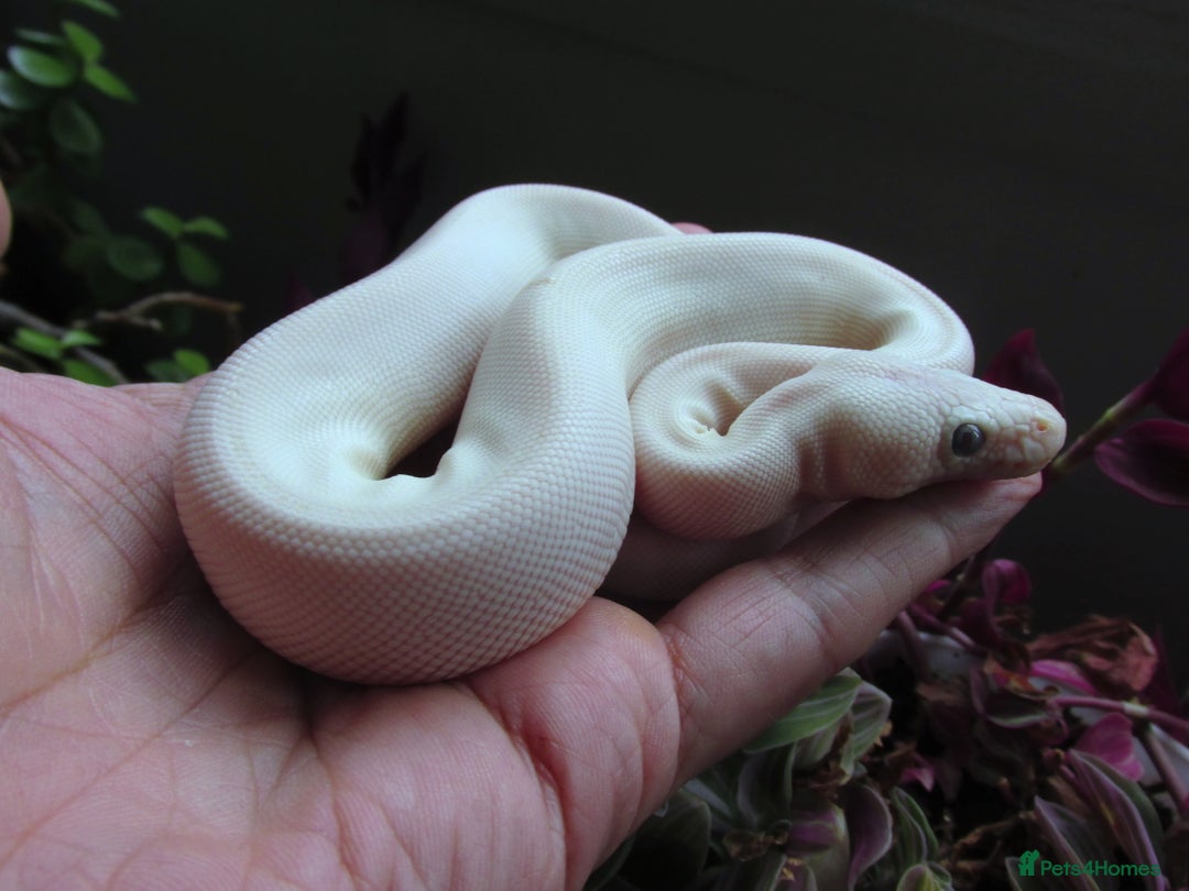Python Snake reptiles for sale: Blue Eyed white ball python Female - Image 5