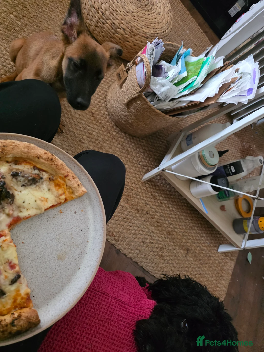 Mixed Breed dogs for sale: Luna needs a new home  - Advert 5