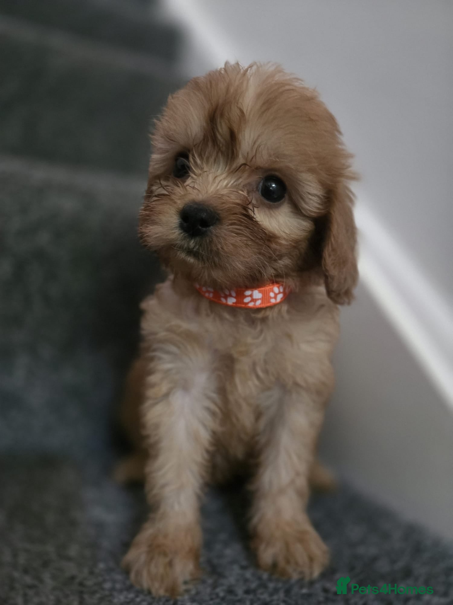 Cavapoo dogs 🐶Amazing cavapoo pups for sale🐶 - Advert 2