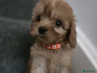 Cavapoo dogs 🐶Amazing cavapoo pups for sale🐶 - Advert 1