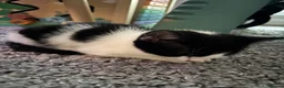Domestic Shorthair cats for sale: 8week female kitten + all essentials (worth£100+)  in Coventry - Advert 9