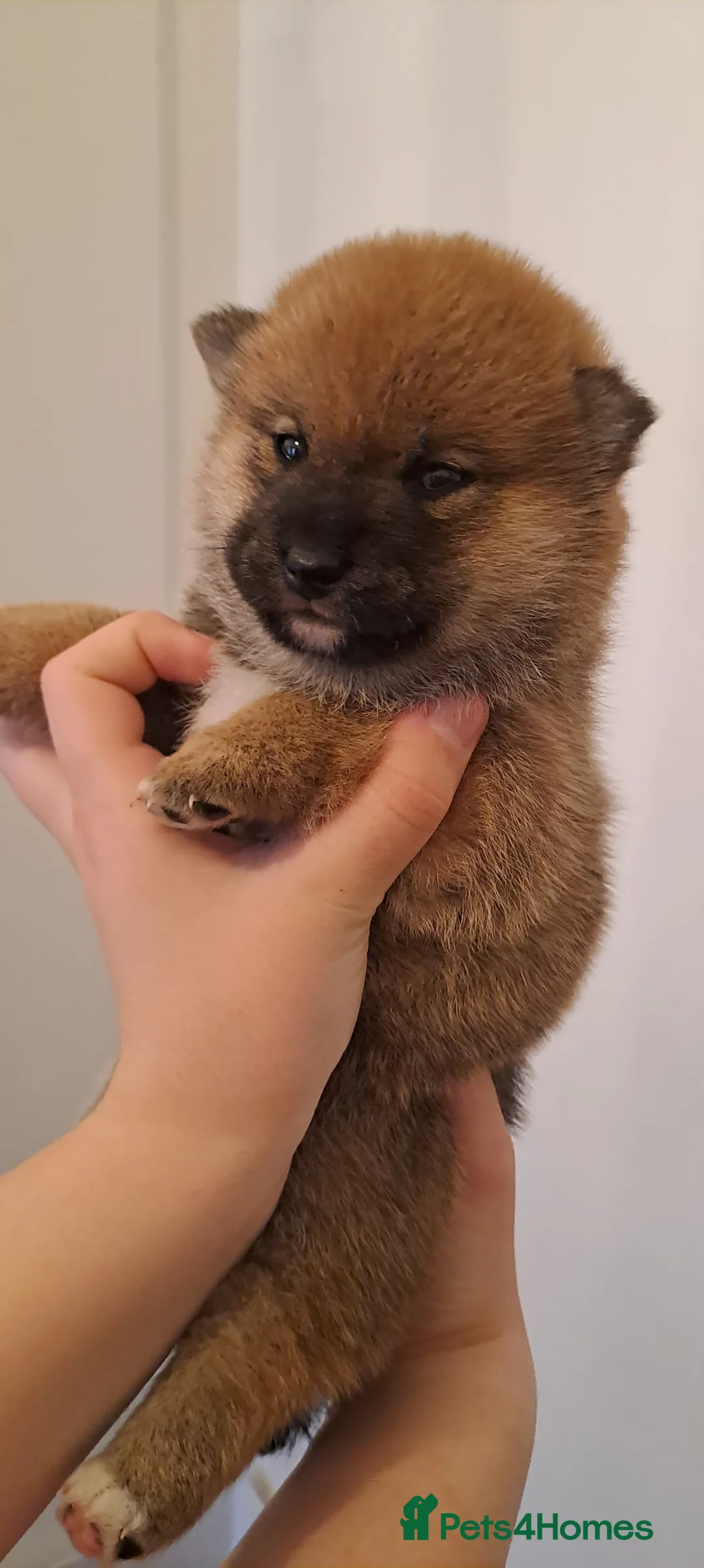 Japanese Shiba Inu dogs for sale: 🐶Kc reg beautiful puppies. ❤️ - Advert 1