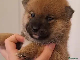 Japanese Shiba Inu dogs for sale: 🐶Kc reg beautiful puppies. ❤️ - Advert 1