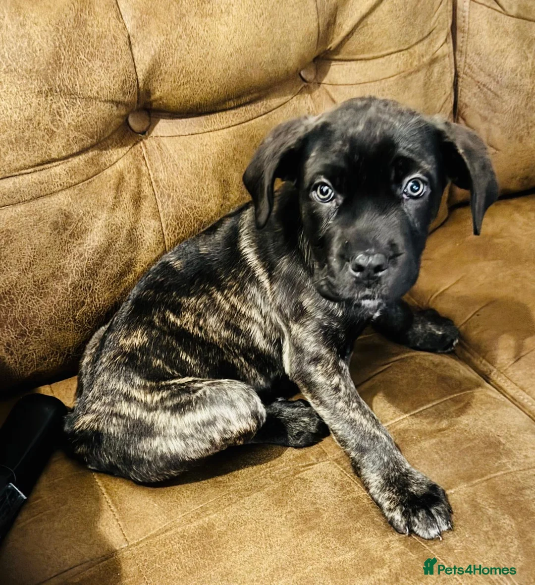 Mixed Breed dogs for sale: Angel the cane canario in Buckingham - Advert 4