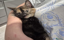 Domestic Shorthair cats for sale: 3 beautiful female kittens  - Image 7