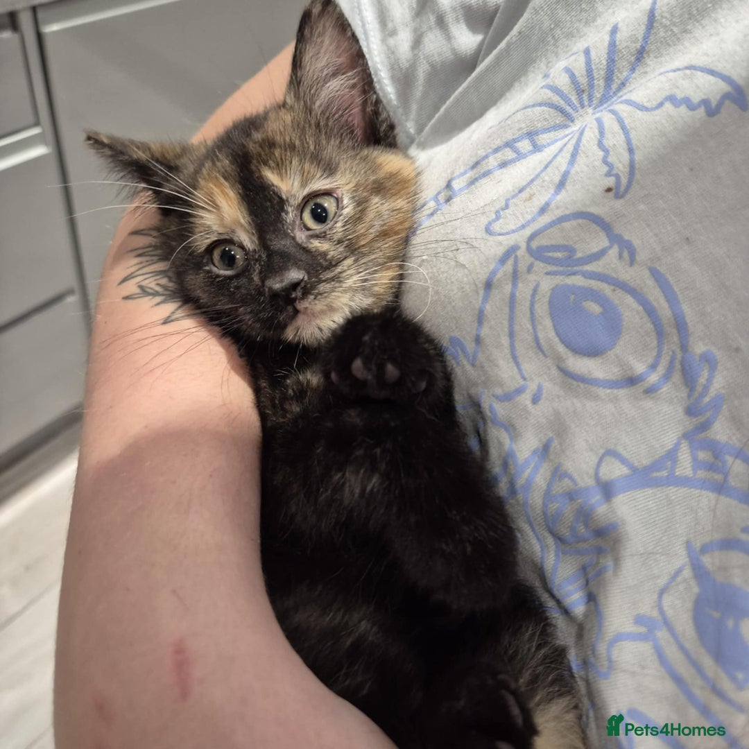 Domestic Shorthair cats for sale: 3 beautiful female kittens  - Image 7
