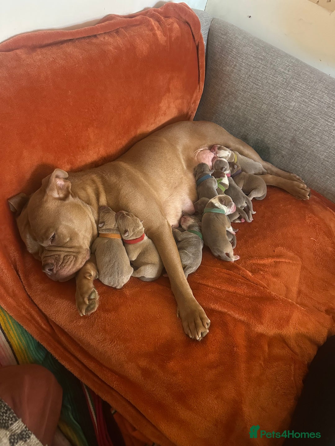 Olde English Bulldogge dogs for sale: Olde English Bulldog Puppies - Family Raised  - Advert 1