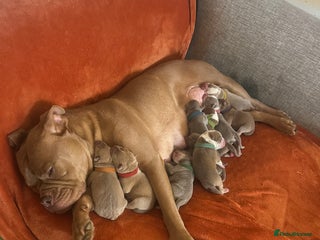 Olde English Bulldogge dogs Olde English Bulldog Puppies - Family Raised - Advert 17