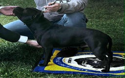 Staffordshire Bull Terrier dogs for stud: Black/Brindle and White Show quality Boy for Stud - Image 9