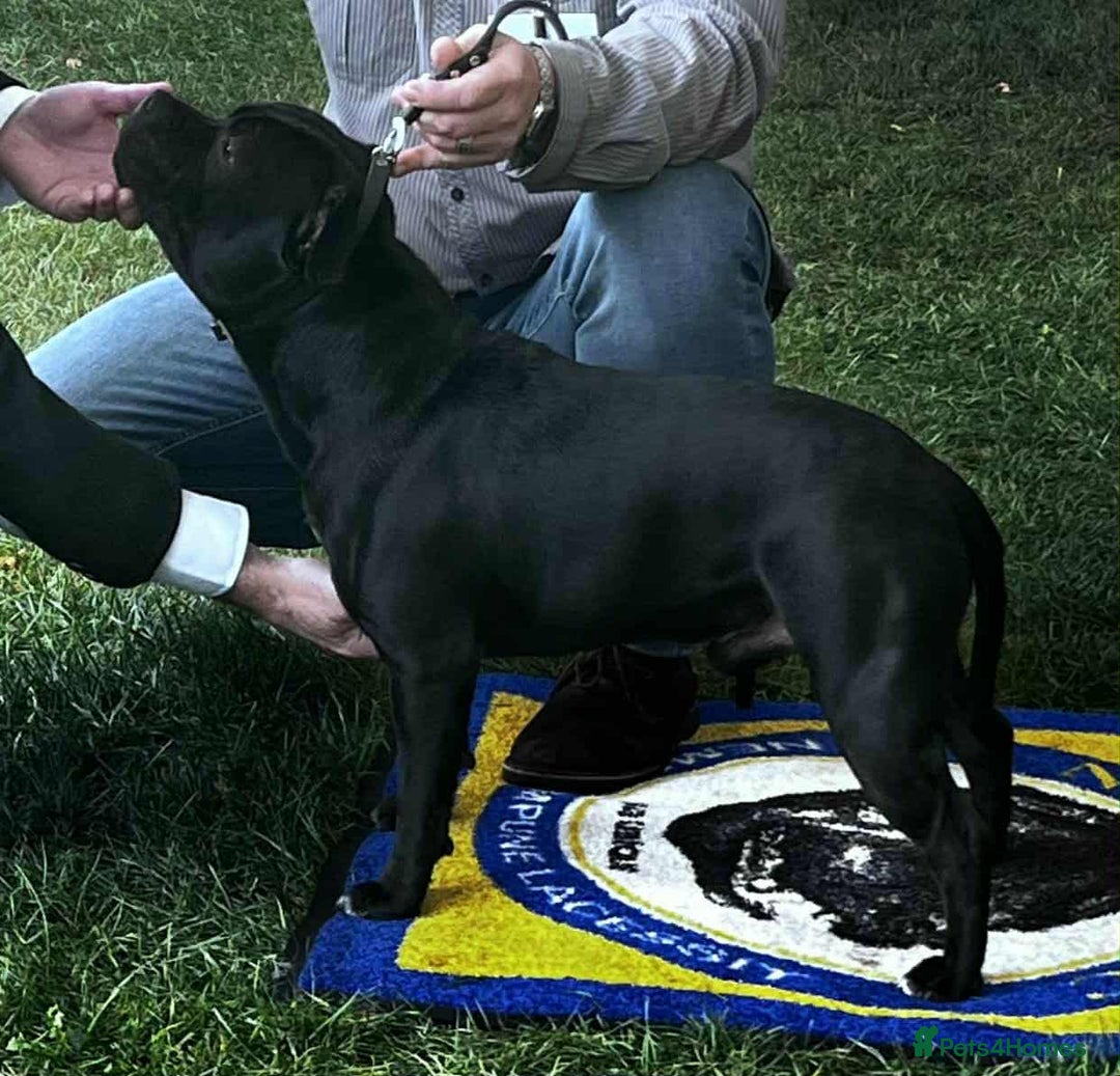 Staffordshire Bull Terrier dogs for stud: Black/Brindle and White Show quality Boy for Stud - Image 9