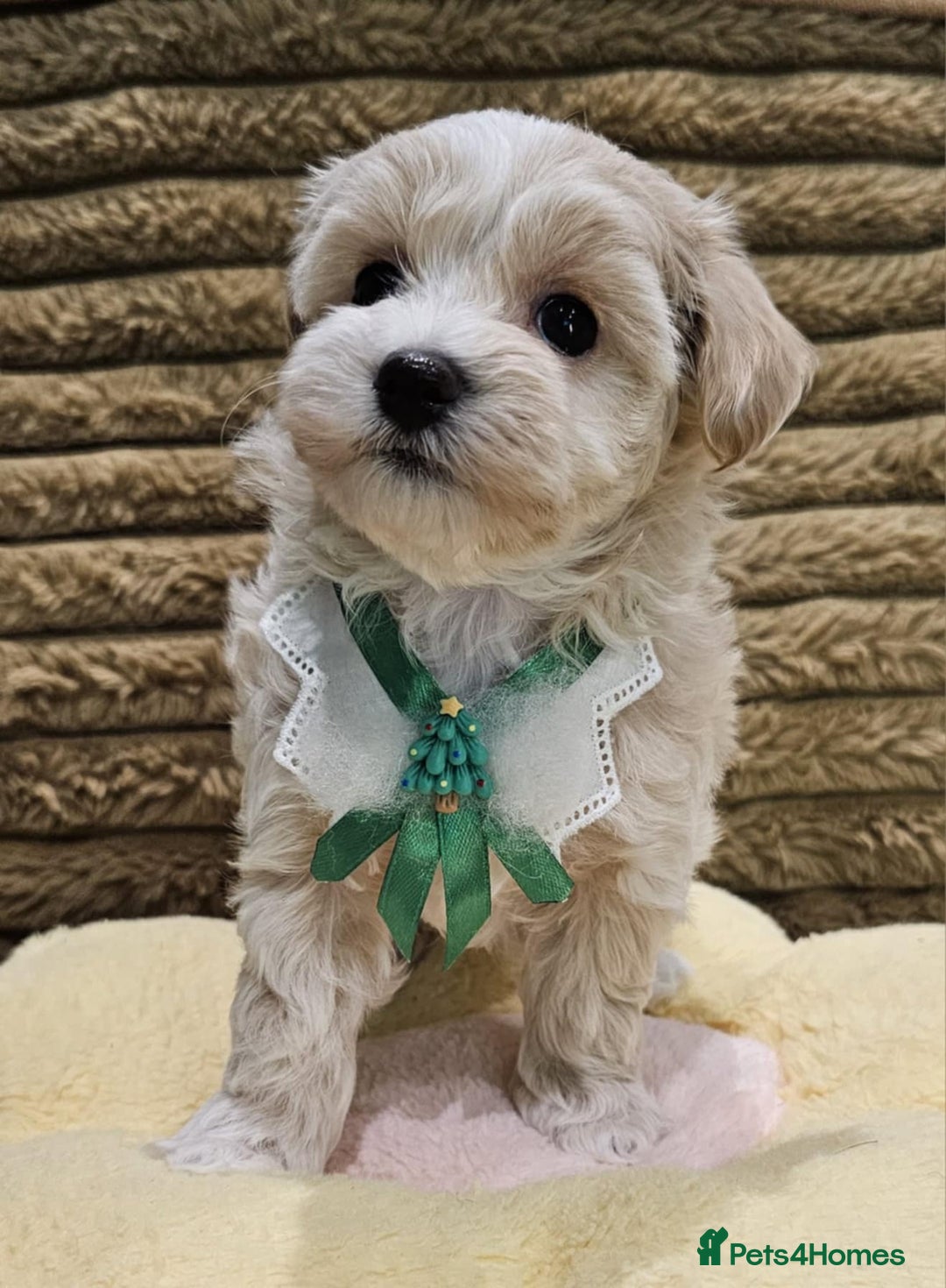 Maltipoo dogs for sale: F1 Beautiful Maltipoo Girls - Advert 11