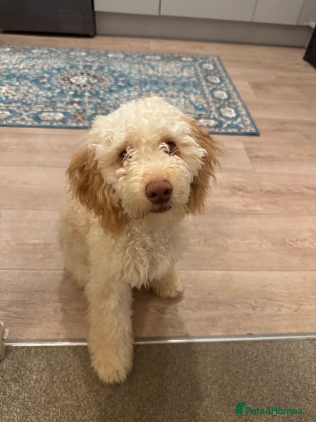 Cockapoo dogs for sale: Male cockapoo 7 months old - Advert 6