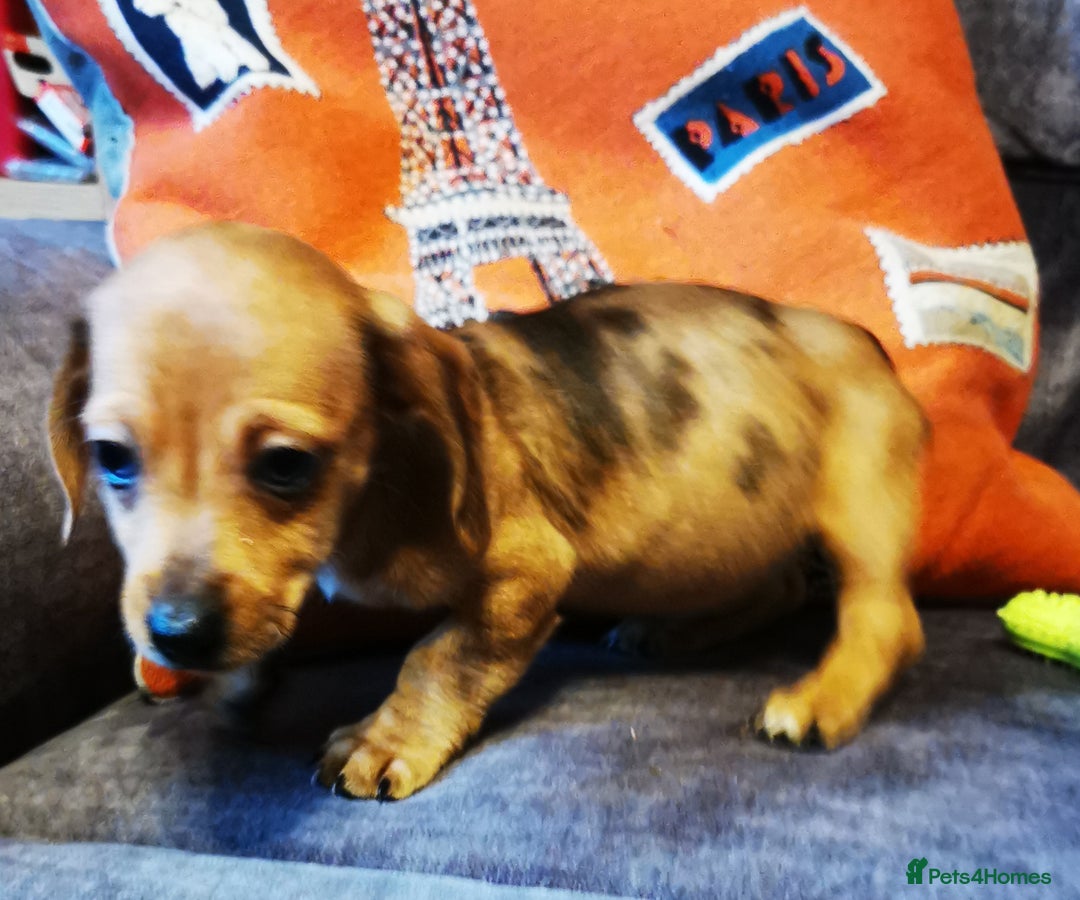 Dachshund dogs for sale: Unusual colour beautiful miniature dachshound pups - Advert 6