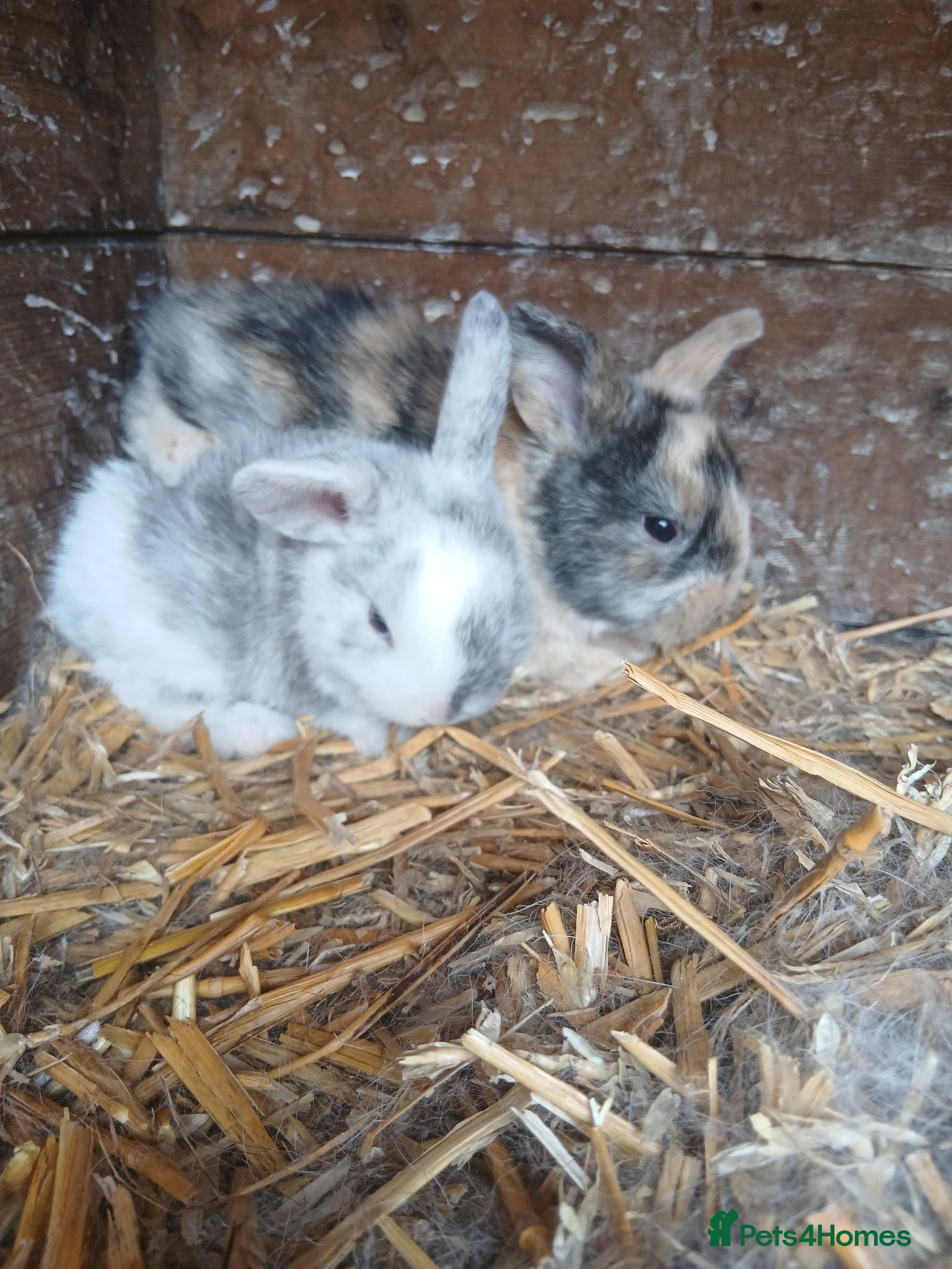 Mixed Breed rabbits Plush lop xmix breed  - Advert 3