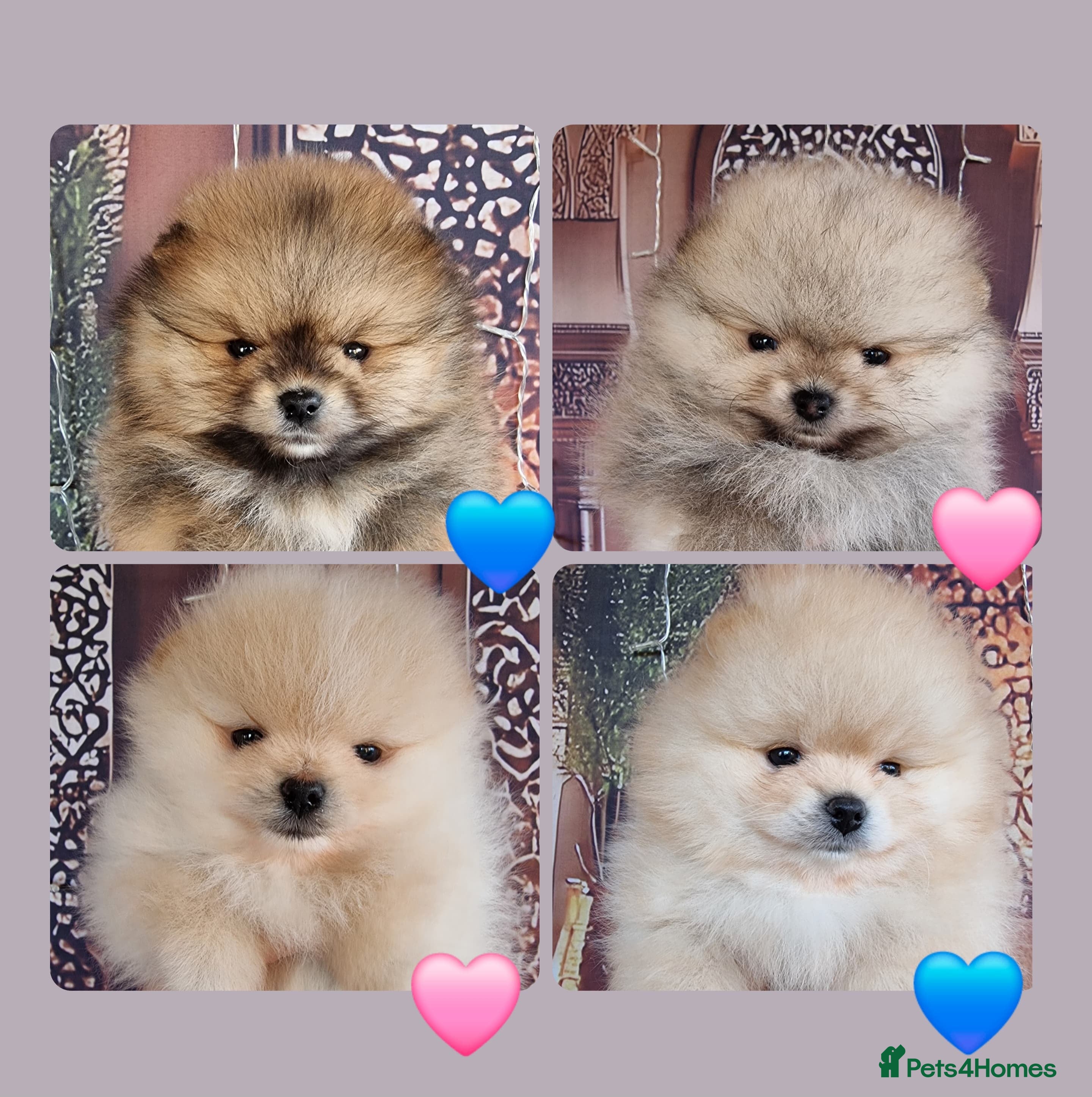 Pomeranian dogs Luxury Pomeranian Puppies for sale!!! - Advert 4