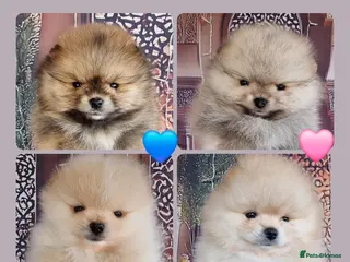 Pomeranian dogs Luxury Pomeranian Puppies for sale!!! - Advert 4
